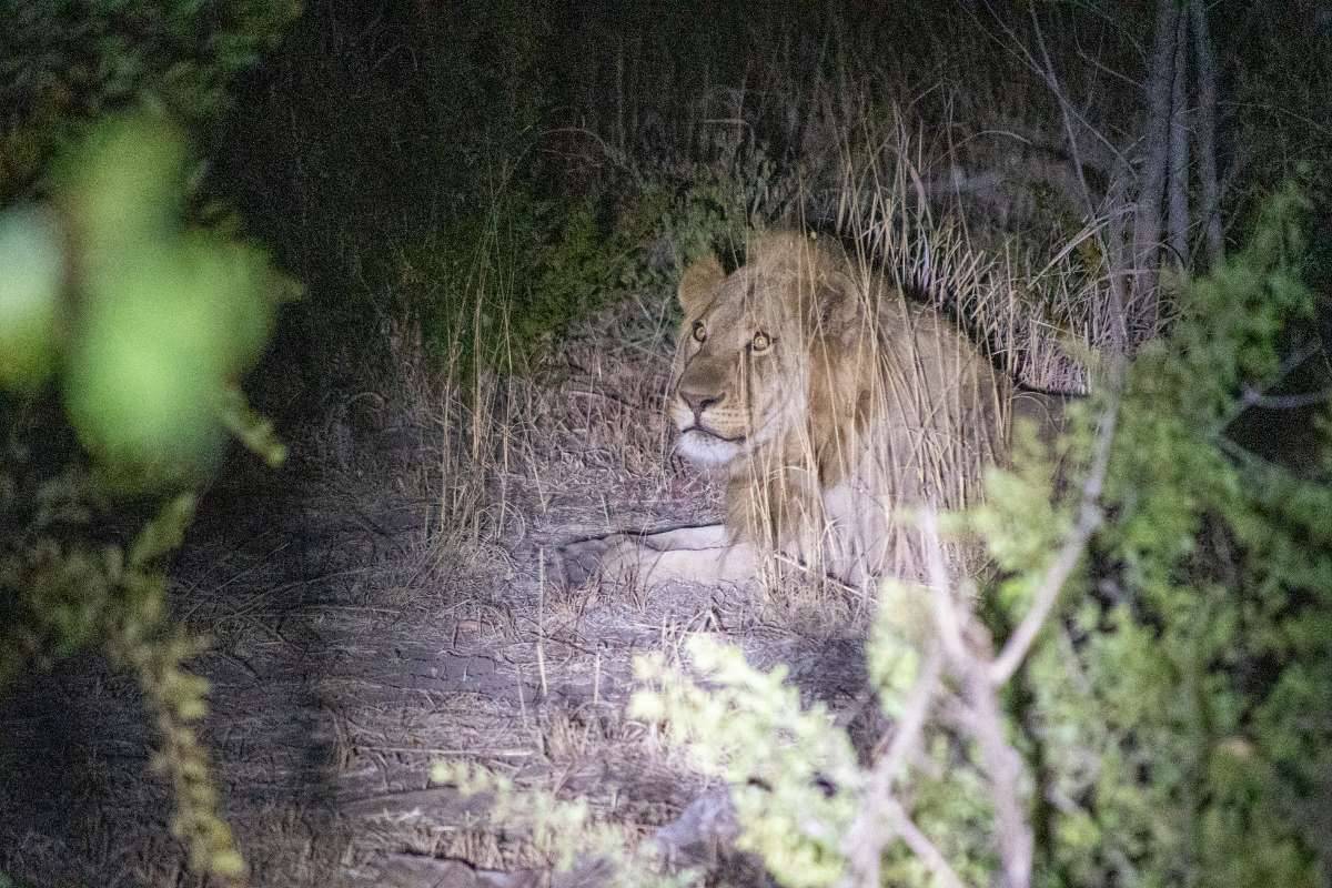 Nantwich-Lodge-Lion-Sighting-Hwange